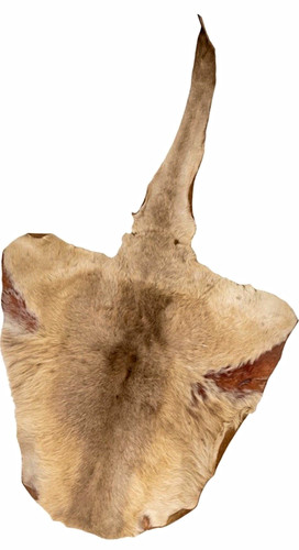 Australian tanned kangaroo - australian,