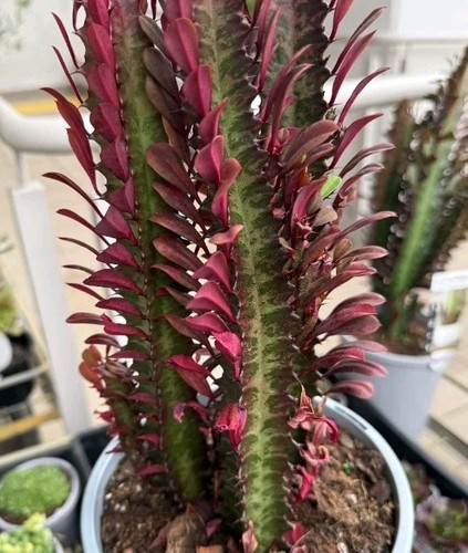 Euphorbia trigona rubra red - rubra,