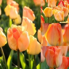 Darwin Tulip Daydream Flower