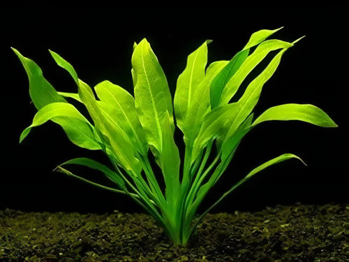 Bunched plants amazon sword - amazon,