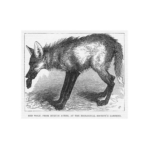 The red wolf - the, buenos