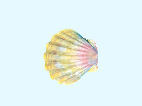 Rare langford pecten - rare,