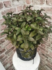 18 X Unusual MINT/Mentha XL