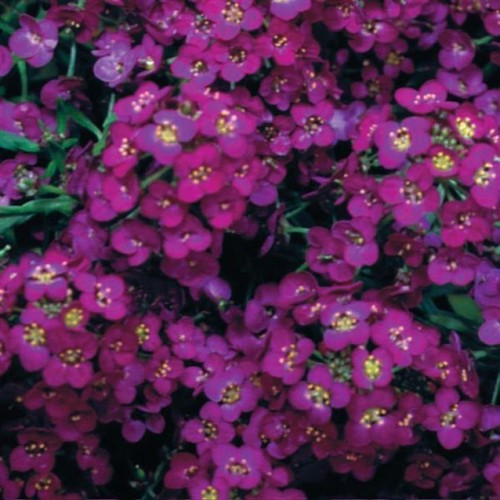 Alyssum wonderland deep purple - alyssum,