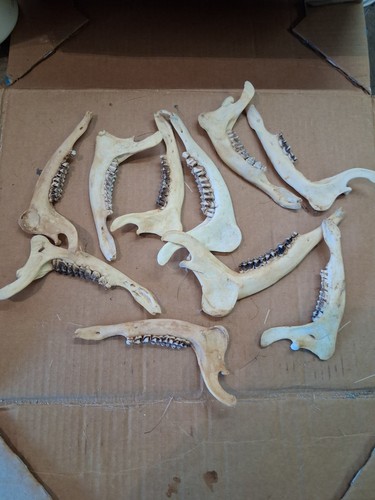 Jaws roe deer muntjac - roe, ,