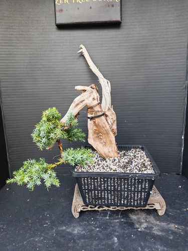 Tanuki needle juniper - tanuki,
