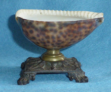 Rare Antique Georgian Cowrie