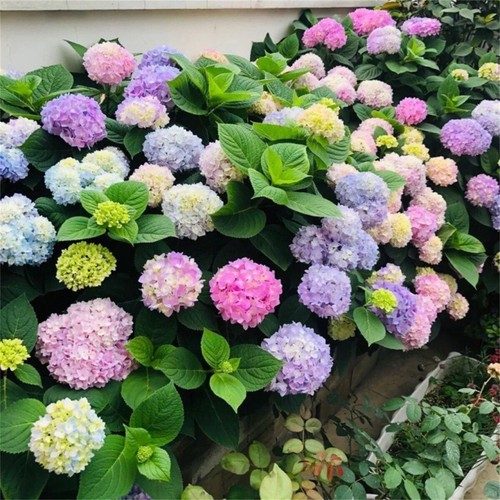 Hydrangea mix long - mix, /