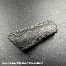 Ichthyosaur Fossil Reptile