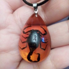 Natural rare black Scorpion