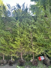 Leylandii Green Evergreen