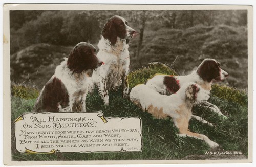English springer spaniel - springer, and