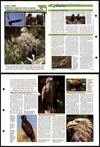 Save white tailed sea - sea, eagle