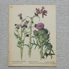 Vintage 1977 Thistles