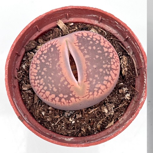 Large lithop living - lithop,