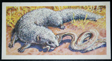 MONGOOSE AND COBRA   Vintage 1962 Wildlife Card  GE29M