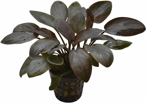 Live aquarium plants grown - live, eu