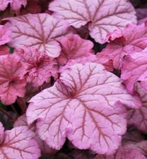 HEUCHERA BERRY SMOOTHIE - 1ltr