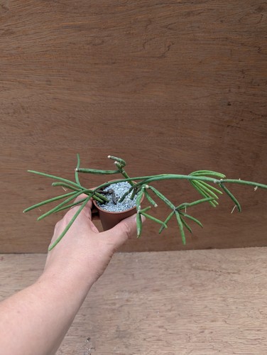 Rhipsalis