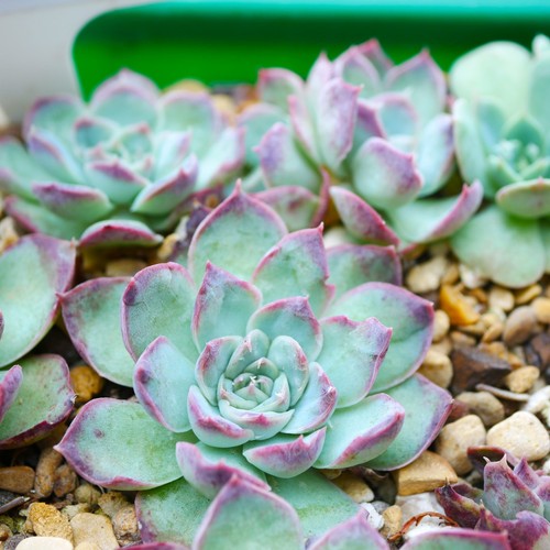 Echeveria pink one 4cm plant - pink,