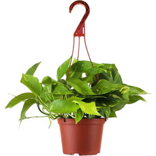 Pothos Live Indoor Plant, Easy