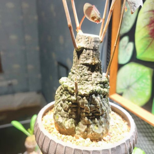 9cm rare live house plant - 9cm,