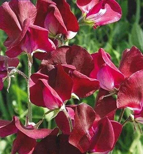 Sweet pea flower - 30,