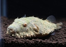 1 Live "Hairy Puffer" Pao