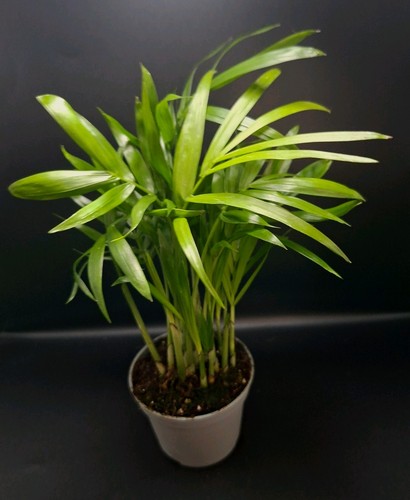Parlour palm chamaedorea - palm,,