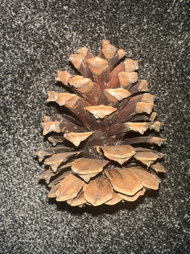 Large natural pine - large,