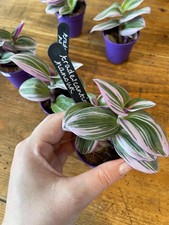Tradescantia Nanouk