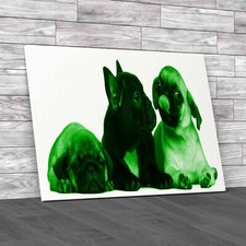 Adorable French Bulldog Pug Puppies 8 Weeks Old Green Canvas Print Large