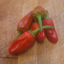 20 Apache Chilli Seeds -