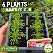 6 Cosmos Bedding Plants –