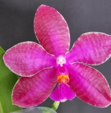 FRAGRANT Phalaenopsis Joy Red Coral, novelty, mature, orchid hybrid