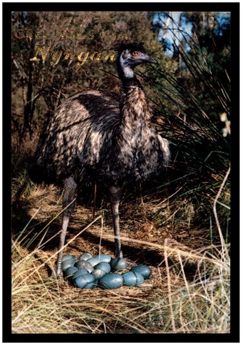 Postcard emu bird - bird,