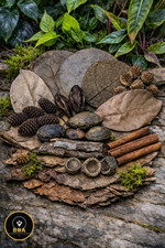 Aquarium Botanicals Catappa