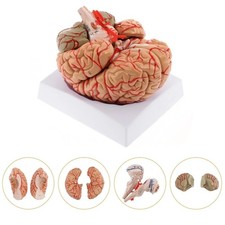 Anatomically Accurate 8-Part Human Brain Model Anatomy Science Teaching Medical