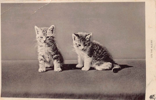 Family history postcard - postcard,