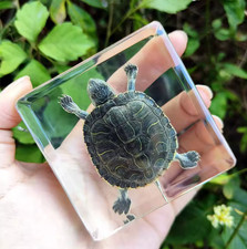 REAL TURTLE Specimen Taxidermy Turtle Oddities Weird Strange Odd Creepy Animal