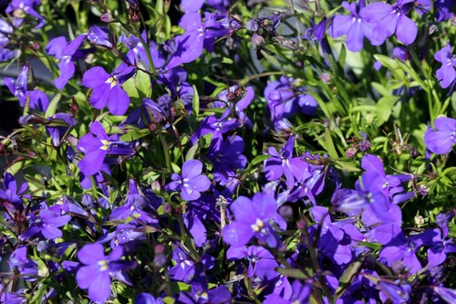 Lobelia crystal palace - lobelia, seeds