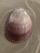 Large Giant 11cm Pacific Heart Cockle Sea Shell Natural Crafts Aquarium 1 half