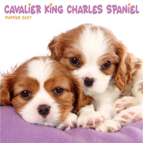 Cavalier king charles spaniel - king,