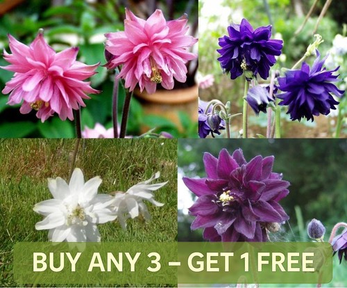 Columbine barlow mix - barlow,