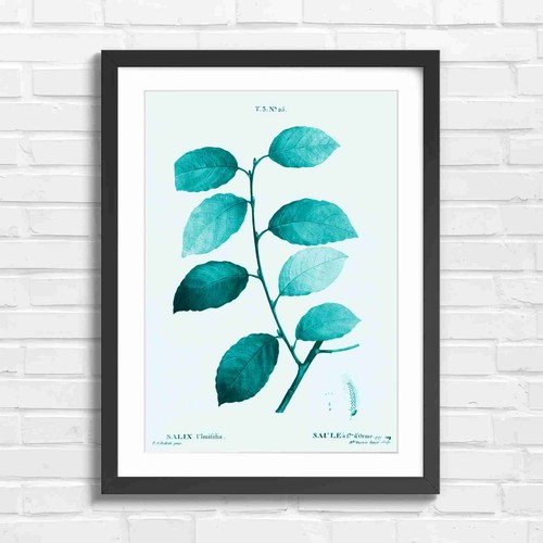 Botanical willow branch study - botanical,