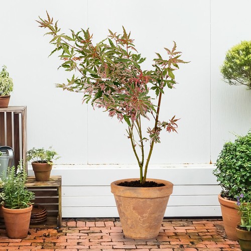 Ornamental tree acer iyoshi - tree,,