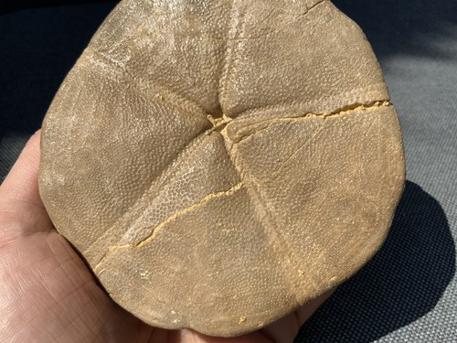 Fossil sea urchin clypeus - urchin,