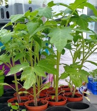 ATTIS Garden 10 x Tomato 'San