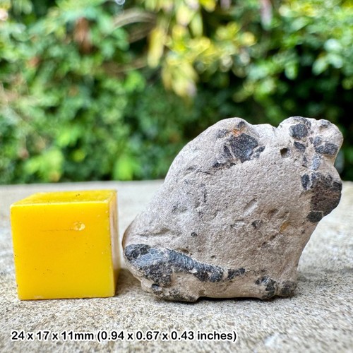 Genuine fossil crab fragment - ,