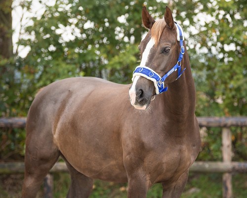 Qhp royal blue lunge cavesson - blue,